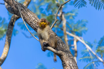 Obraz premium Cute baby monkey with yellow face perching on tree branch in the indian forest. 