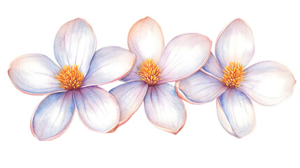 Three Watercolor Pastel Flowers Isolated Background Illustration