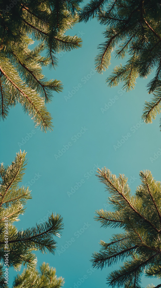 Poster green pine branches frame a teal sky, creating a natural border with ample free space, ideal for tex