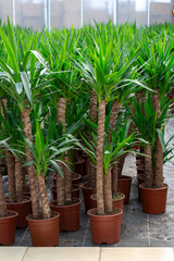 Yucca is a genus of plants which are also called yucca as a common name in English