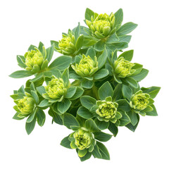 Green flowering plant with tightly clustered buds thriving indoors in bright light