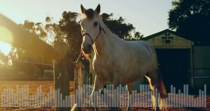 3D render showing white horse wearing purple halter standing in sunlit paddock near wooden fence