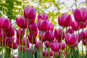 Selective focus of purple violet flowers in garden, Tulips from a genus of spring-blooming...