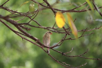 Baya weaver sitting on branch. Bird background.