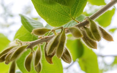 Soybean pods growing on a branch with green leaves