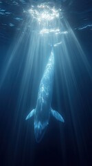 Fototapeta premium A large whale swims vertically in deep blue ocean water with sun rays shining through from above