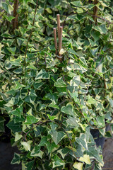 Senecio macroglossus, the Natal ivy, marguerite ivy, climbing senecio or wax ivy, is a species of...