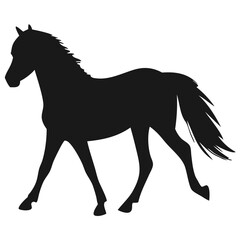 Obraz premium Horse Silhouette