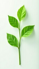 Fototapeta premium Green stem with leaves isolated on white background, stem, plant details, green stem