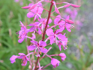 Obraz premium Rosebay willowherb Chamerion angustifolium pink flowers close up