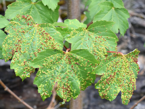 Red galls of gall mite Aceria macrorhynchus  infection on acer leaf