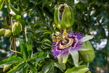 Close up passiflora. Passion Flower (Passiflora caerulea) leaf in tropical garden. Beautiful...
