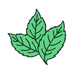 Illustration of fresh green leaves leaf foliage plant herb botanical nature design element art