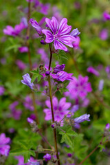 Wild flower; Scientific name: malva sylvestris