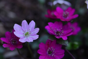 雪の下から顔を出す