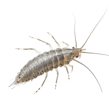 Detailed view of a silver springtail insect captured in a light environment showcasing its features and form