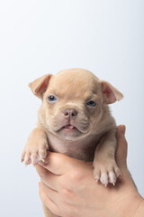Cute sleepy puppy held gently in hand on white background close-up photo. Adorable small tan puppy with eyes closed being gently held in human hands, concept of tenderness. taking care of pets