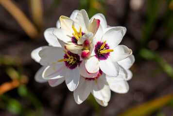 Ixia maculata is a species of flowering plant in the family Iridaceae known by the common name spotted African corn lily.