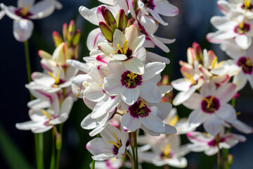 Ixia maculata is a species of flowering plant in the family Iridaceae known by the common name spotted African corn lily.