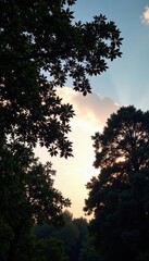 Black silhouette of leaf laden trees against a bright sky, tree silhouette, botanical