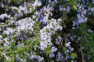 ローズマリーの花