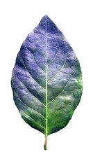 Vibrant Colored Leaf Isolated Transparent Background Illustration
