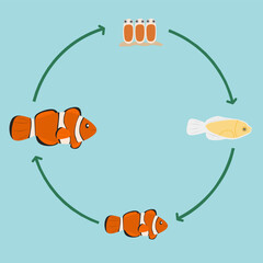 Clownfish life cycle diagram for kids, showing developmental stages in a fun and educational style.
