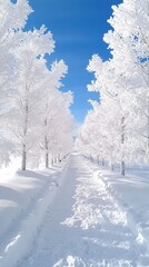 Obraz premium Snowy Trees Path in Winter Wonderland