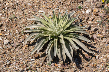 Scrophulariaceae, Mullein is the name given to biennial plant species that make up the Verbascum genus of the scrofula family.