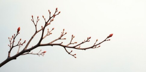 Delicate branches with intricate details on a white background, twig, landscape, nature