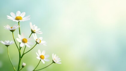 Delicate white wildflowers on pristine background, fresh, flora, delicate
