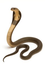 Fototapeta premium Cobra Snake on White Background – Isolated Studio Shot 