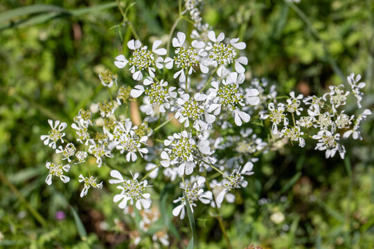 Bifora radians is a genus belonging to the Apiaceae family.