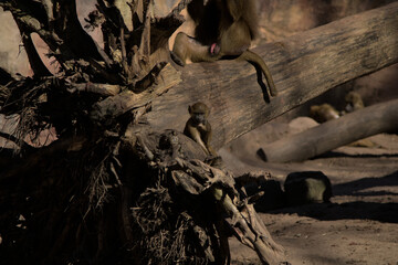 Baboon in a dimly lit enclosure with sandy ground and large tree roots and logs.