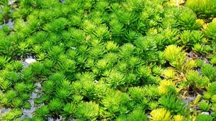 Beautiful Korean garden scenery