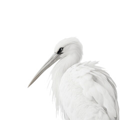 Obraz premium Elegant white bird stands gracefully with striking features in a minimalistic white background