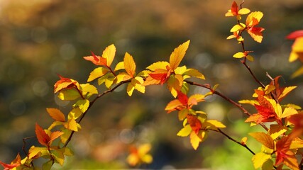 Beautiful autumn garden scenery in Korea