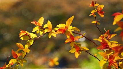 Beautiful autumn garden scenery in Korea