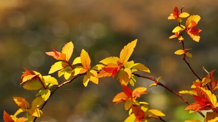 Beautiful autumn garden scenery in Korea