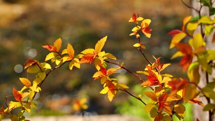 Beautiful autumn garden scenery in Korea