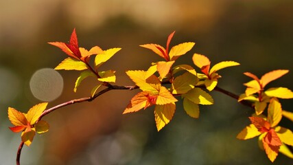 Beautiful autumn garden scenery in Korea
