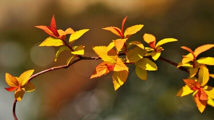 Beautiful autumn garden scenery in Korea