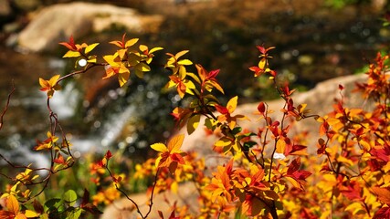 Beautiful autumn garden scenery in Korea