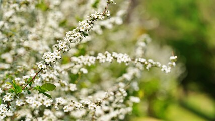 Spring flowers in Korea