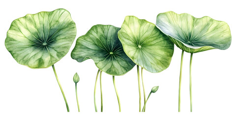 Watercolor Lotus Leaves Illustration Background