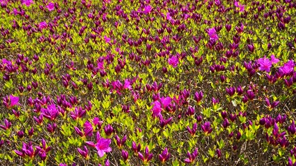 Spring flowers in Korea