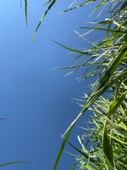 grass and sky