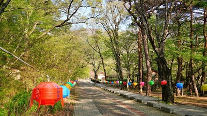 Fototapeta premium Spring scenery of Korean traditional temples