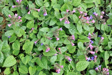 Pulmonaria officinalis, common name lungwort or Mary's tears. Pink and blue flowers of common lungwort in spring, flat lay.