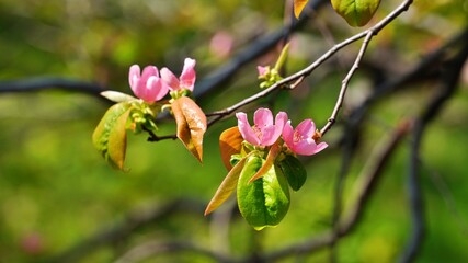 Beautifully blooming quince blossoms in spring